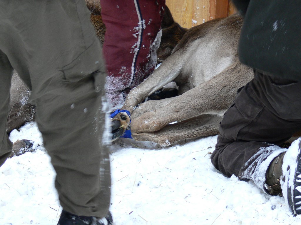 PASSIONE PER IL CERVO